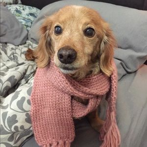 Meet your Posher, Bailey